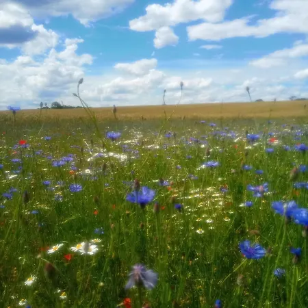 Fischstuebchen Neeberg * Krummin