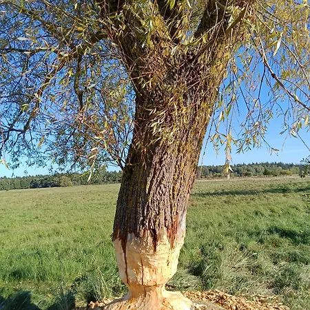 Fischstuebchen Neeberg Casa vacanze *